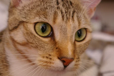 Original photograph of Chelsea, a brown tabby cat with green eyes