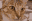 Chelsea the cat converted to 32 by 21 pixel art, 16 colors, no dithering