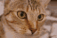 Chelsea the cat converted to 64 by 43 pixel art, 32 colors, no dithering