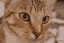 Chelsea the cat converted to 64 by 43 pixel art, 16 colors, no dithering